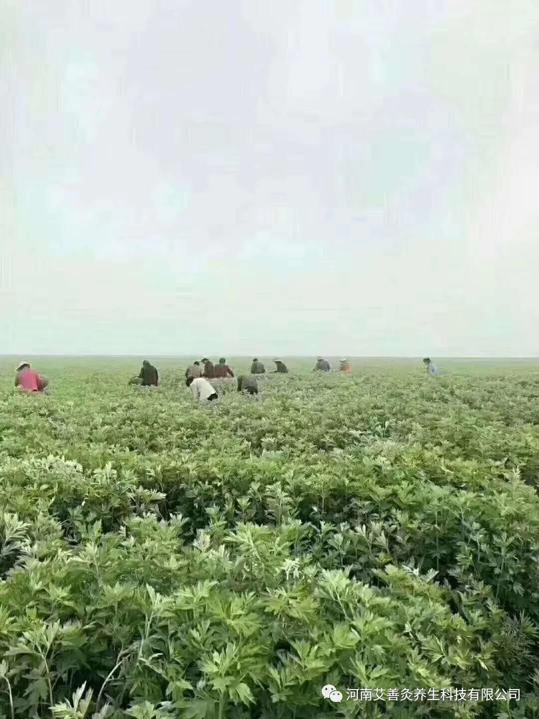 1591301027617536.jpg 微信图片_20200605040331.jpg